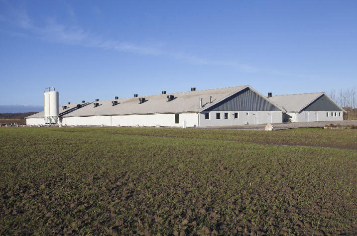 Why_HEADSTREAM_PUF_Sandwich_Roof_Panels_Are_Ideal_for_Poultry_Farms.jpg